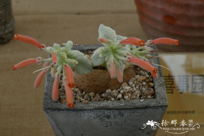 四季桂花树种植技术