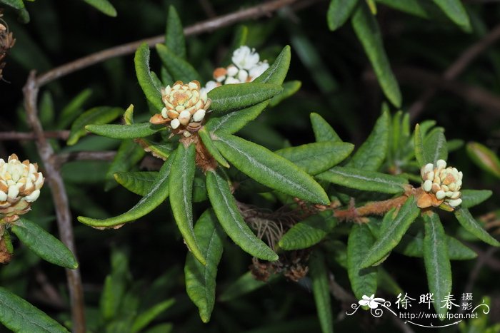 玫瑰花茶作用