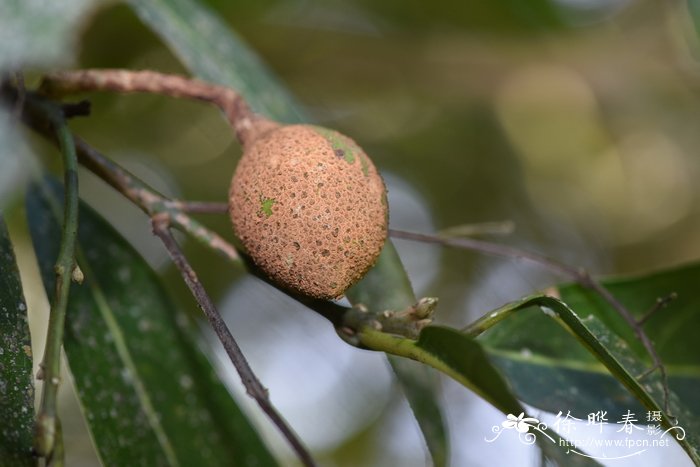 一年生油茶苗