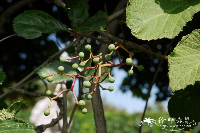 油茶的种植