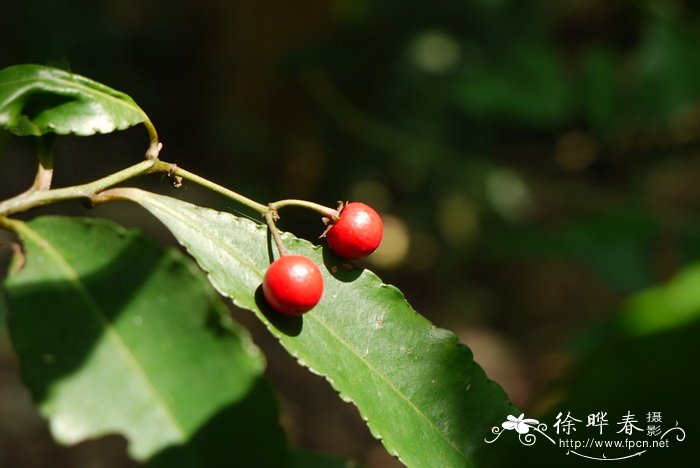 茉莉花的花语