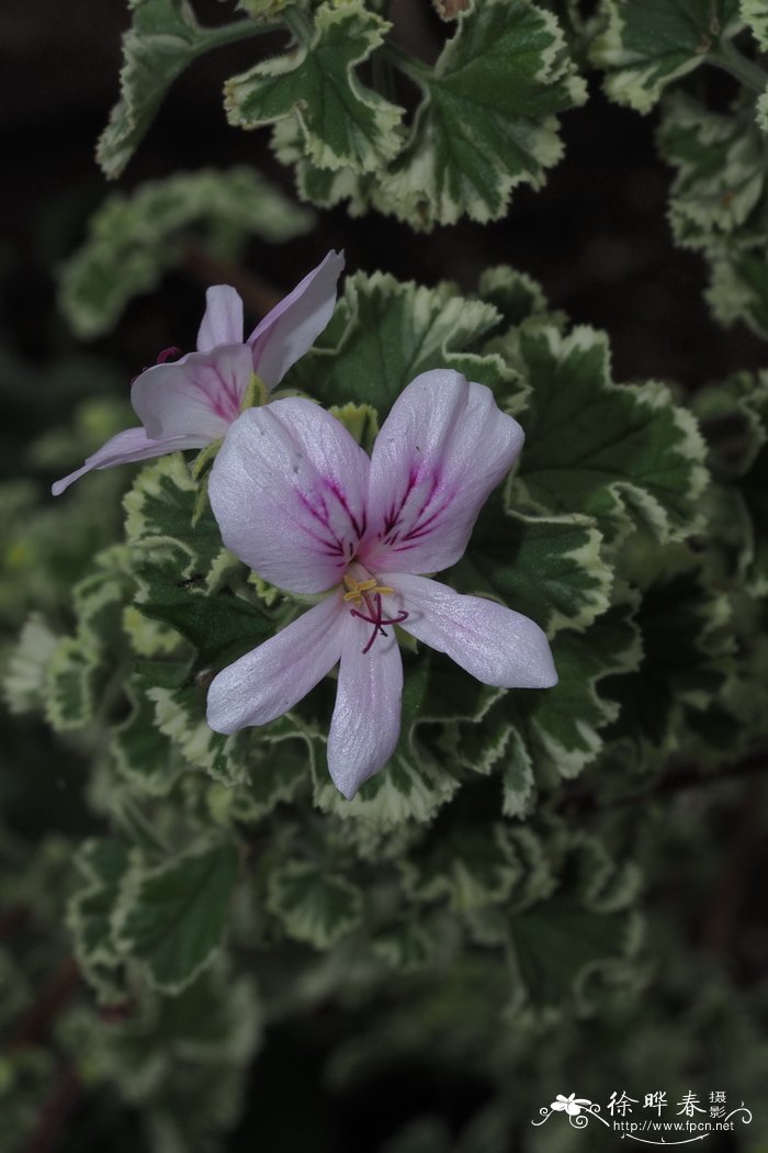 洋甘菊花期