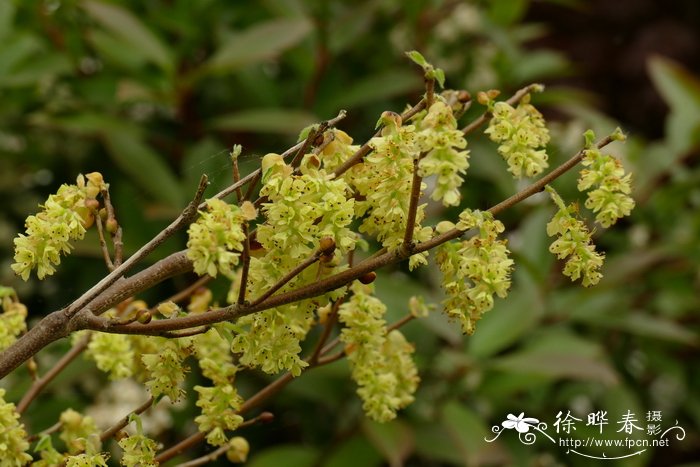 山茶花的介绍