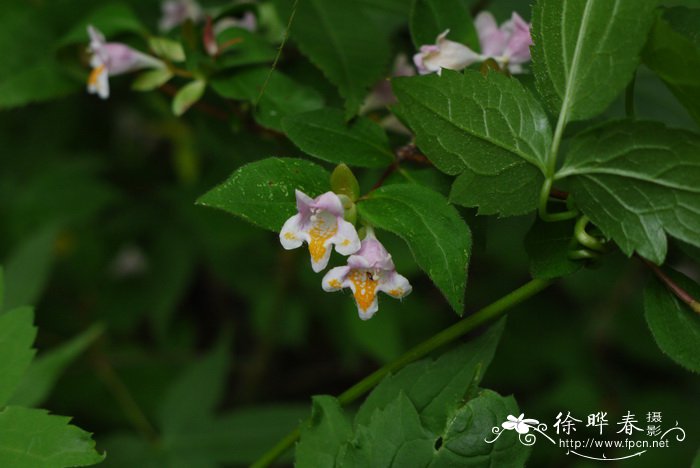 迎春花几月开