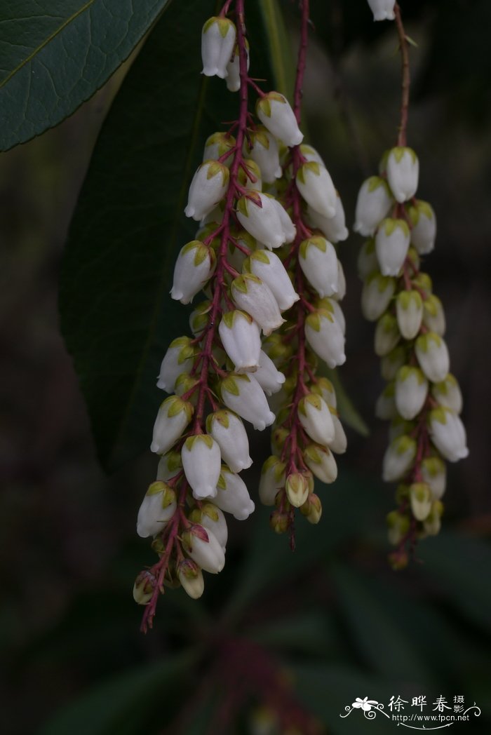 九里香花怎么养