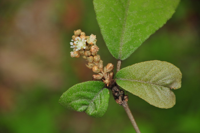 柑橘花蕾蛆