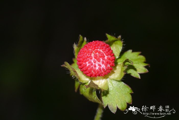 栀子花花语