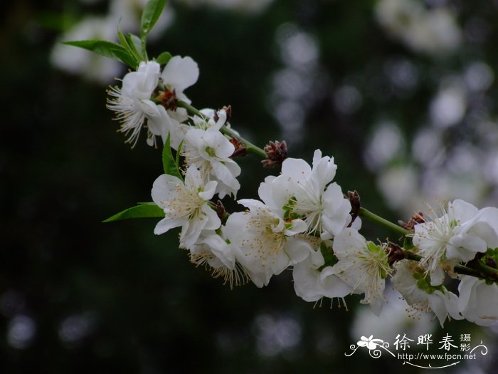 牵牛花的样子