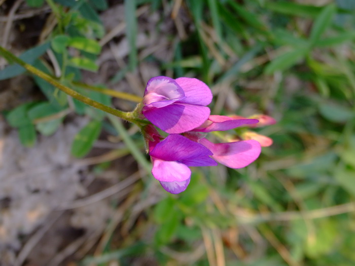 紫薇花期