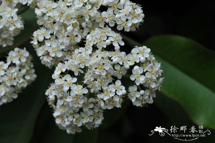 鸢尾花