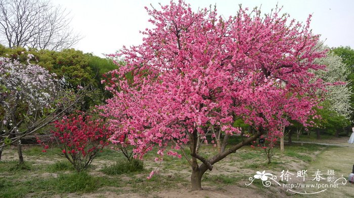 小叶栀子花