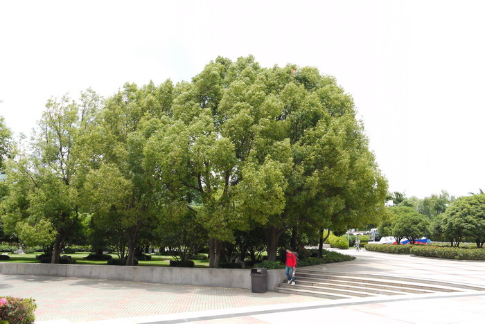 长春花怎么养