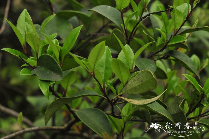 葡萄苗种植方法