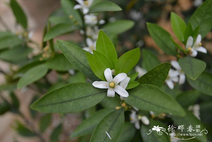 植物种子的传播方式