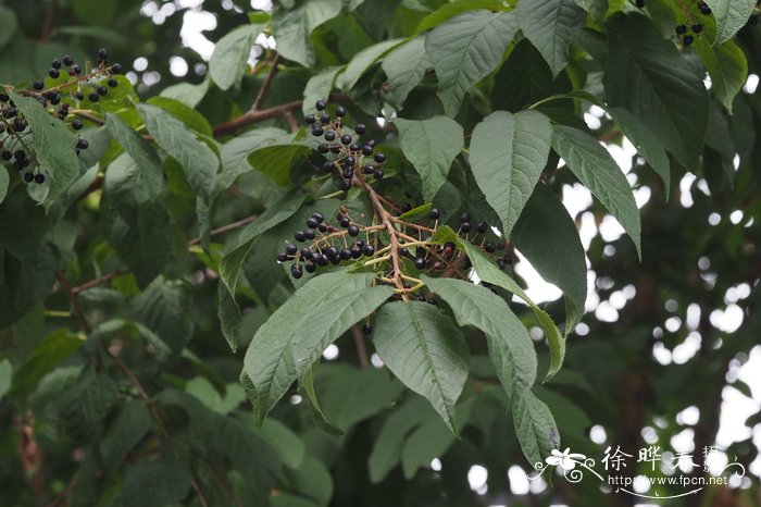 郁金香怎么种植