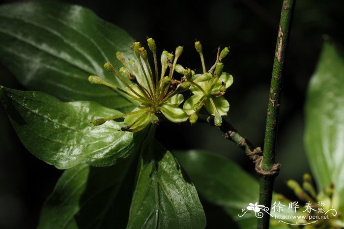 狗牙根草坪