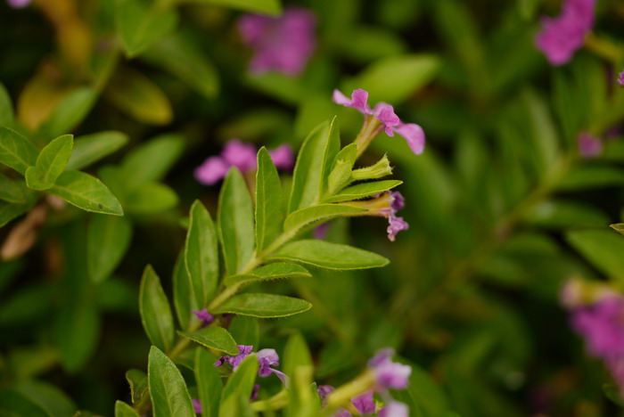 山茶花的介绍