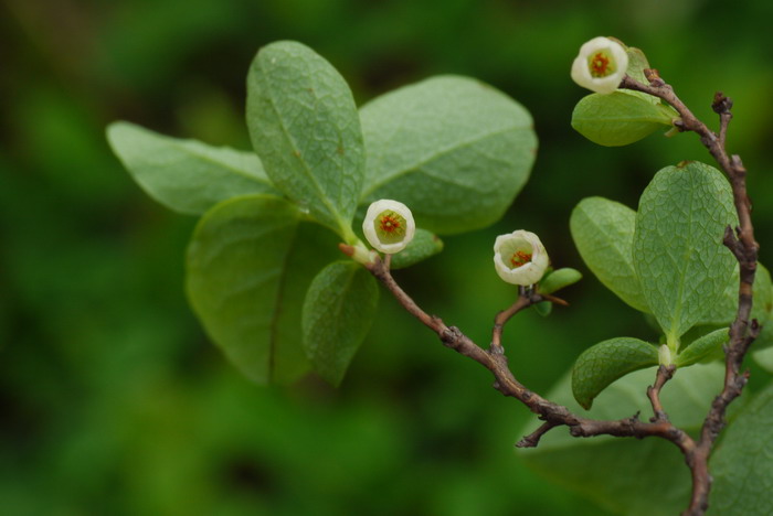 芽苗菜栽培技术