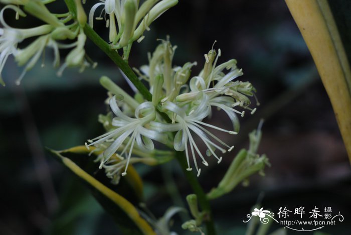 雯心草