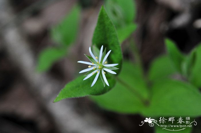 小雏菊长什么样子图片