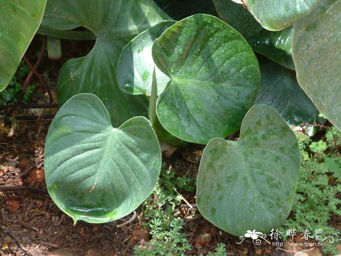 裸子植物和被子植物