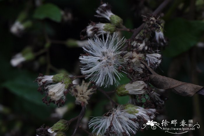 家门口种什么植物风水好又旺财