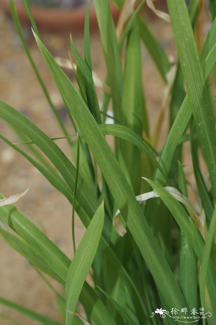 迎春花特点