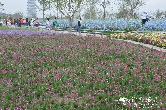 生菜种植