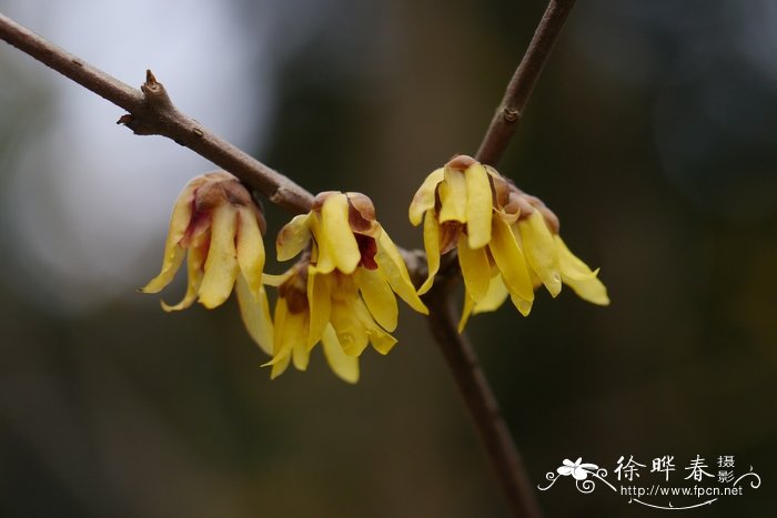 玫瑰花如何延长保鲜