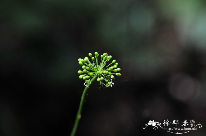 尤加利花语