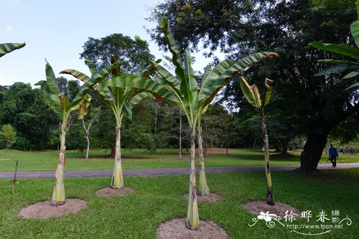 橘子盆栽种植方法