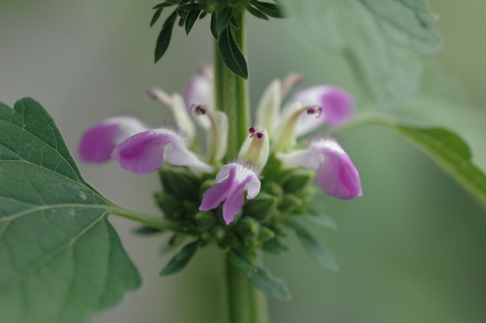 蚕豆花