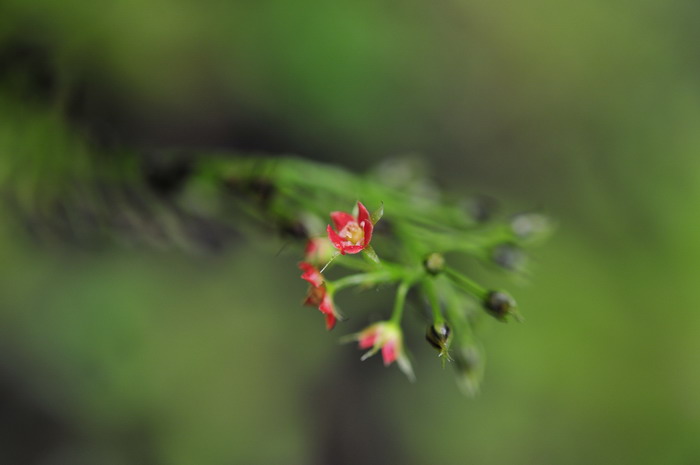 无毒芦荟和有毒图片