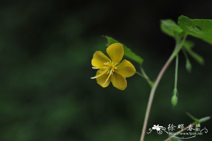 招财进宝花