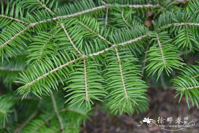 办公室风水植物