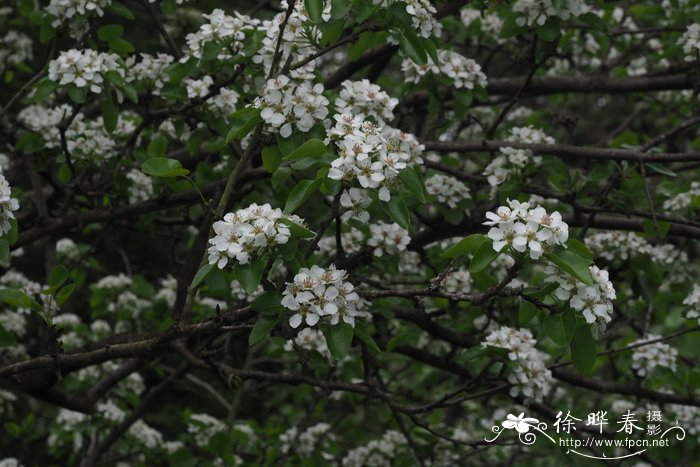 松花菜