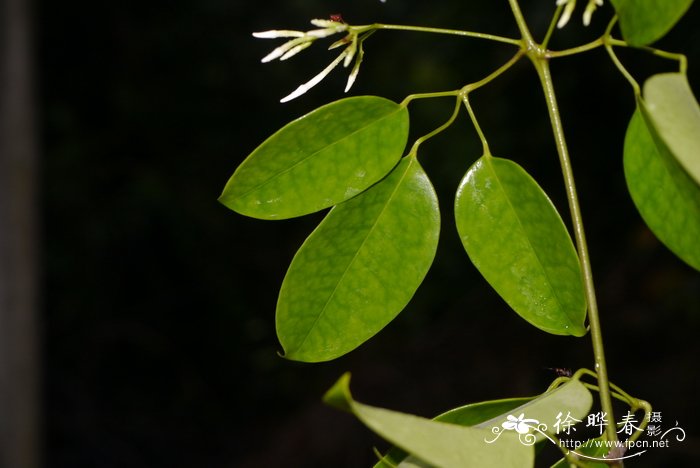 花毛茛的花语