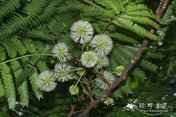 硫酸亚铁肥料用于哪些植物