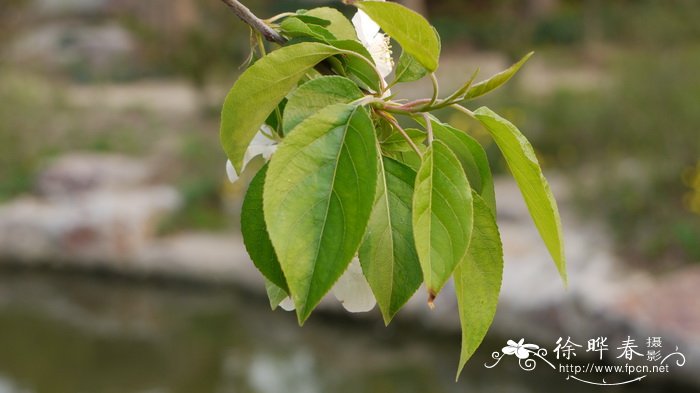 满天星所有颜色的花语