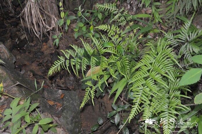 秋葵什么时候种植最好