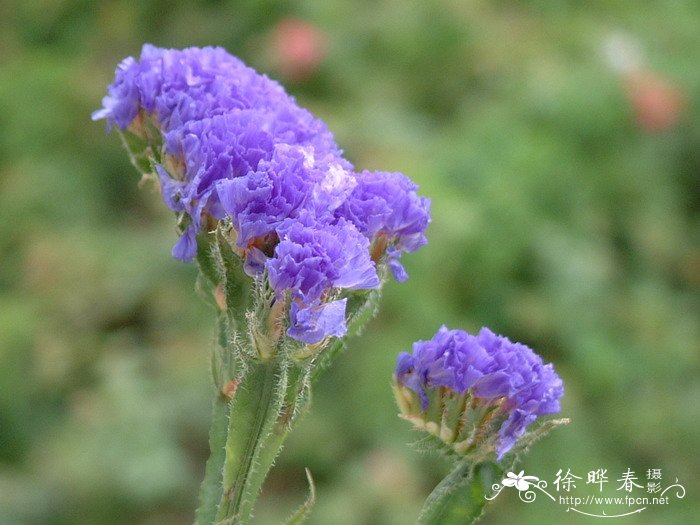 白蜡树盆景