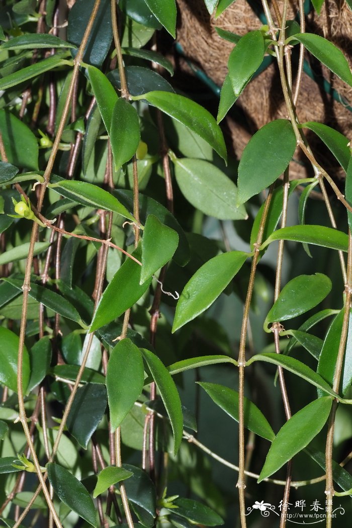 芍药种植方法和时间