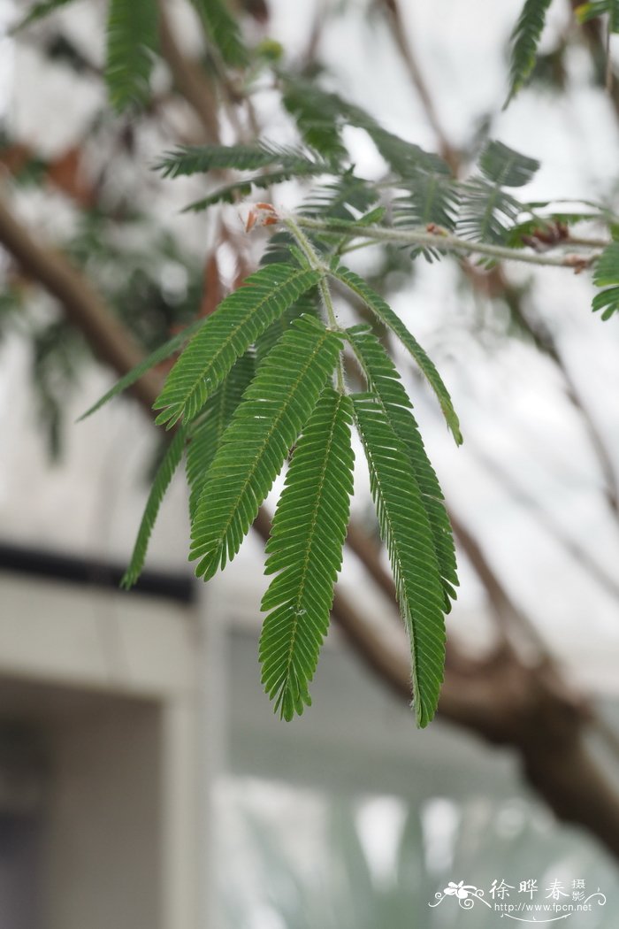 荷花的特点