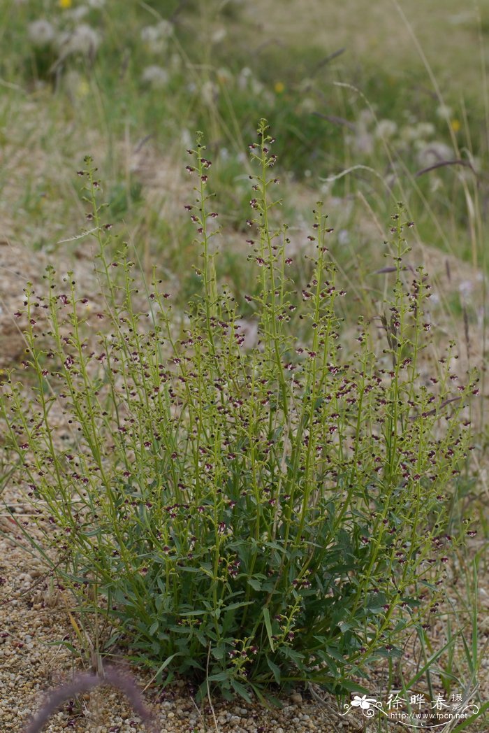 丁香花五月