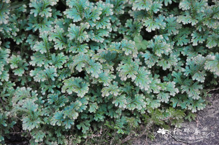 山茶花的介绍