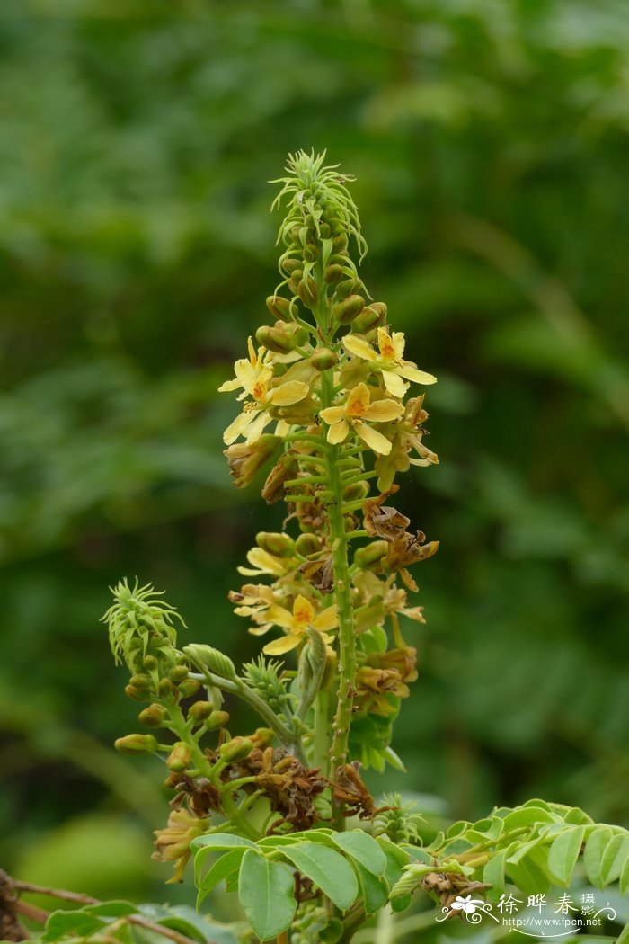 芙蓉树价格