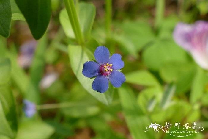 凤凰花又开