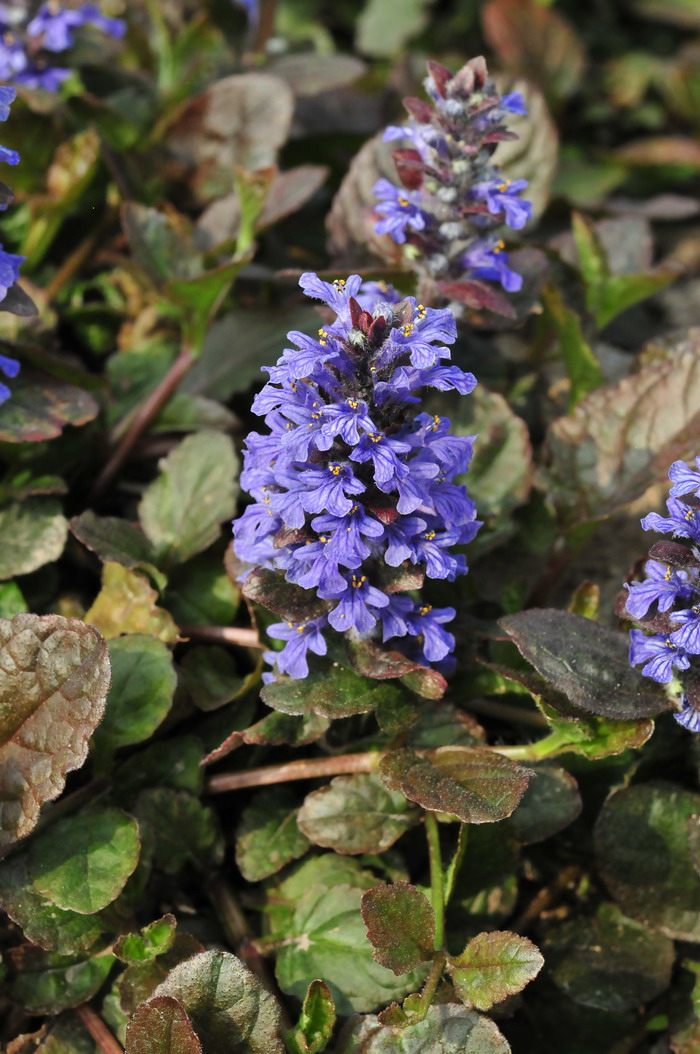 茉莉花介绍