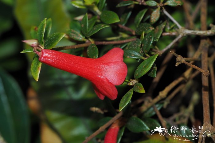 木芙蓉花期