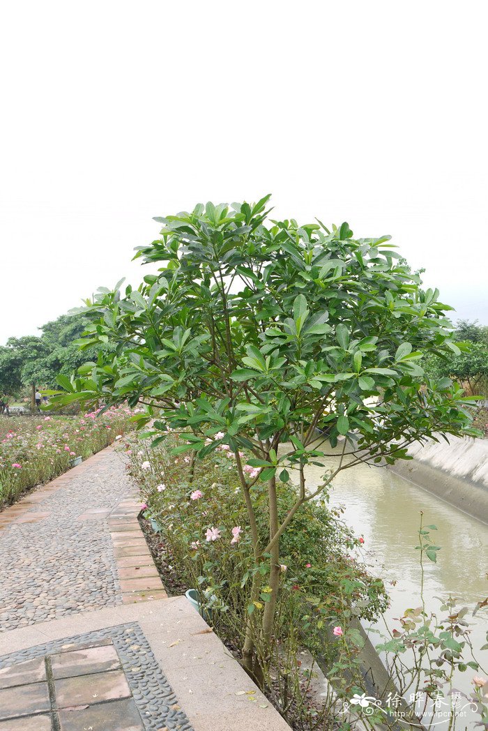 雪松种子价格